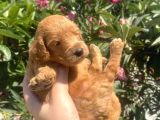 2 Aylık Toy Poodle Yavrularımız