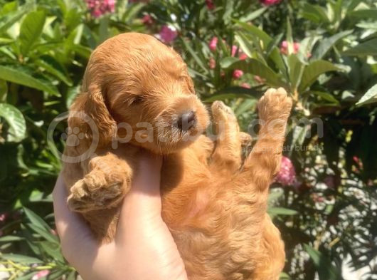 2 Aylık Toy Poodle Yavrularımız görsel
