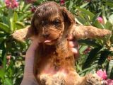 2 aylık maltipoo yavruları