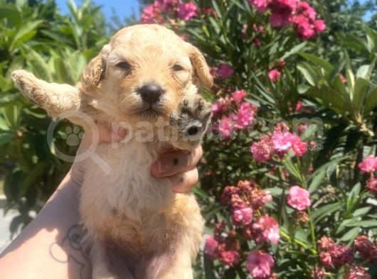 2 Aylık Maltipoo Yavruları görsel
