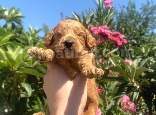 2 Aylık Maltipoo Yavruları görsel