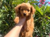 2 Aylık Maltipoo Yavruları