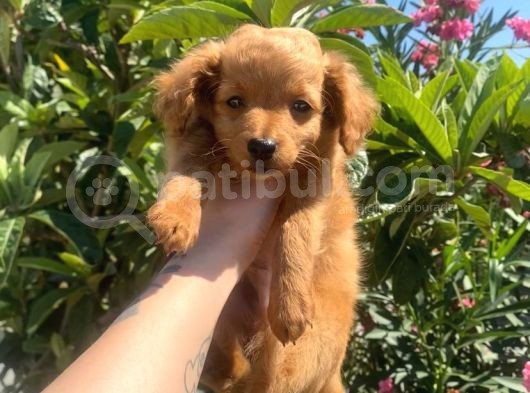 2 Aylık Maltipoo Yavruları görsel