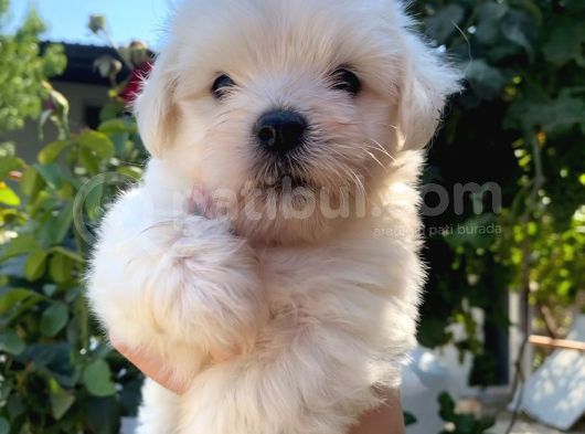 2 Aylık Maltese Terrier Yavruları