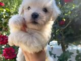 2 Aylık Maltese Terrier Yavruları