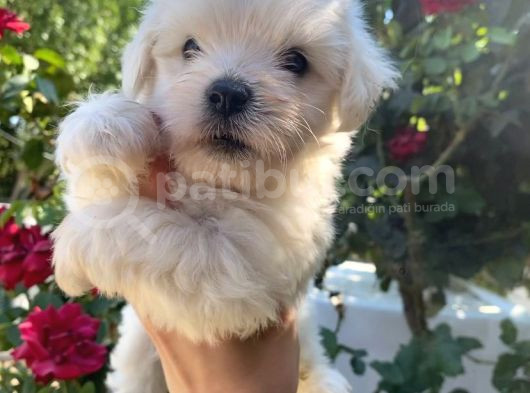 2 Aylık Maltese Terrier Yavruları görsel
