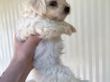 2 Aylık Maltese Terrier Yavruları