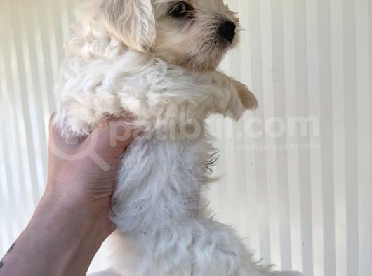 2 Aylık Maltese Terrier Yavruları görsel