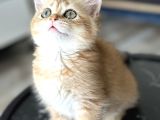 Üst Kalite British Shorthair Golden