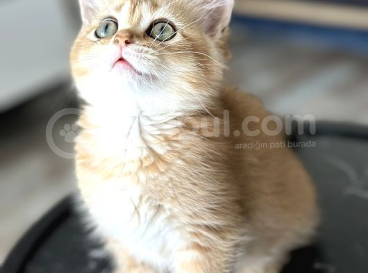 Üst Kalite British Shorthair Golden görsel
