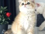 Üst Kalite British Shorthair Golden