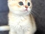 Üst Kalite British Shorthair Golden