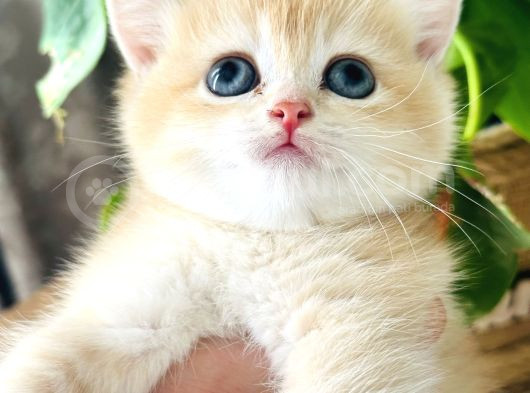 Üst Kalite British Shorthair Golden görsel