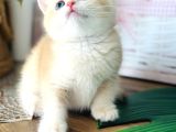 Üst Kalite British Shorthair Golden