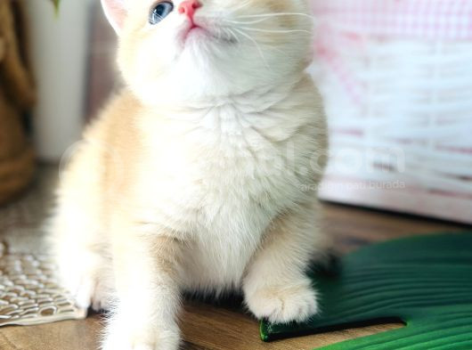 Üst Kalite British Shorthair Golden görsel