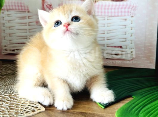 Üst Kalite British Shorthair Golden