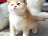 Üst Kalite British Shorthair Golden