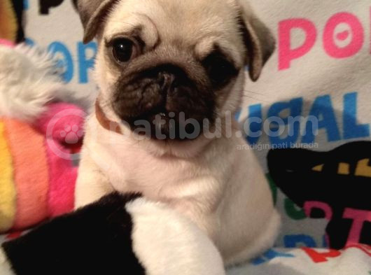 Muhteşem Pug Yavrulari görsel
