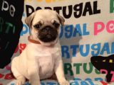 Muhteşem Pug Yavrulari
