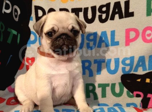 Muhteşem Pug Yavrulari görsel