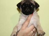 SAFKAN GÜL KUYRUK PUG YAVRULARI