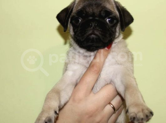 Safkan Gül Kuyruk Pug Yavrulari