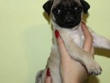 Safkan Gül Kuyruk Pug Yavrulari