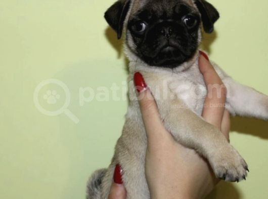 Safkan Gül Kuyruk Pug Yavrulari görsel