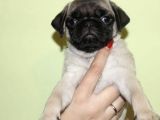 Safkan Gül Kuyruk Pug Yavrulari