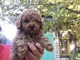 GÜZELLER GÜZELİ TOY POODLE YAVRULARI