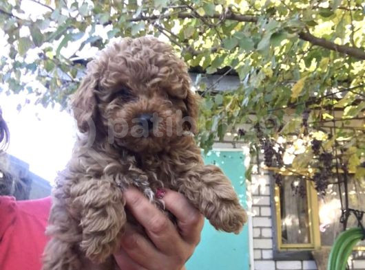 Güzeller Güzeli̇ Toy Poodle Yavrulari