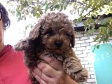 Güzeller Güzeli̇ Toy Poodle Yavrulari