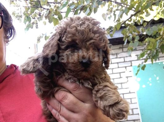 Güzeller Güzeli̇ Toy Poodle Yavrulari görsel
