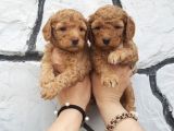 Apri̇cot Red Toy Poodle Yavrulari