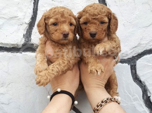 Apri̇cot Red Toy Poodle Yavrulari görsel
