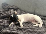 Chihuahua Melezi 4 Aylık Dişi