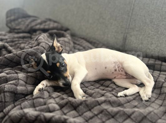 Chihuahua Melezi 4 Aylık Dişi görsel