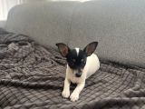 Chihuahua Melezi 4 Aylık Dişi