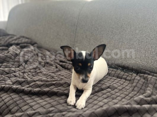 Chihuahua Melezi 4 Aylık Dişi görsel