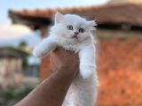 Muhteşem Kali̇tede Bri̇ti̇sh Longhai̇r Yavrum Her İle Gönderi̇m