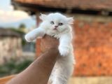 Muhteşem Kali̇tede Bri̇ti̇sh Longhai̇r Yavrum Her İle Gönderi̇m