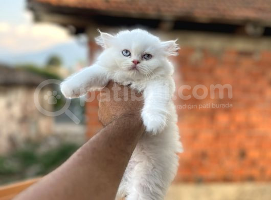 Muhteşem Kali̇tede Bri̇ti̇sh Longhai̇r Yavrum Her İle Gönderi̇m görsel