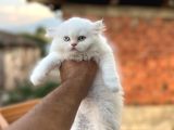 Muhteşem Kali̇tede Bri̇ti̇sh Longhai̇r Yavrum Her İle Gönderi̇m
