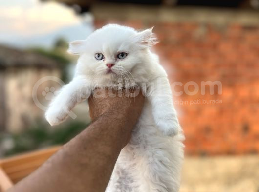 Muhteşem Kali̇tede Bri̇ti̇sh Longhai̇r Yavrum Her İle Gönderi̇m görsel