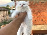 Muhteşem Kali̇tede Bri̇ti̇sh Longhai̇r Yavrum Her İle Gönderi̇m