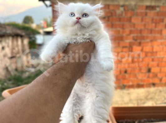Muhteşem Kali̇tede Bri̇ti̇sh Longhai̇r Yavrum Her İle Gönderi̇m görsel