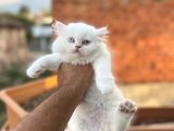 MUHTEŞEM KALİTEDE BRİTİSH LONGHAİR YAVRUM HER İLE GÖNDERİM