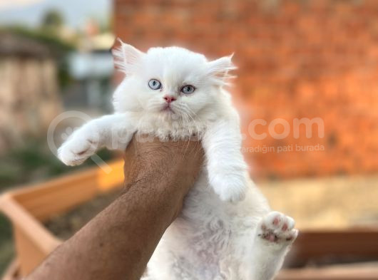 Muhteşem Kali̇tede Bri̇ti̇sh Longhai̇r Yavrum Her İle Gönderi̇m