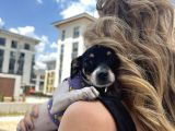 Chihuahua melezi 4 Aylık dişi