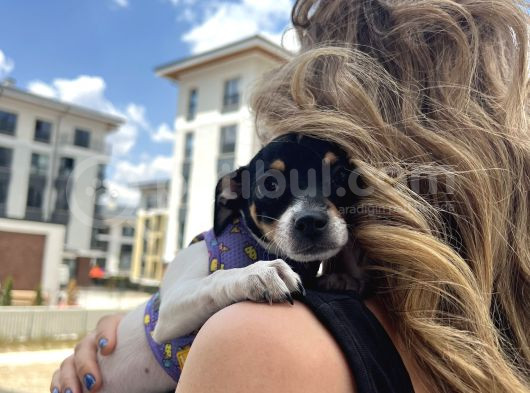 Chihuahua Melezi 4 Aylık Dişi